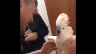 Попугай боится щекотки. смешное популярное видео))