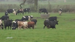 Танцующие коровы