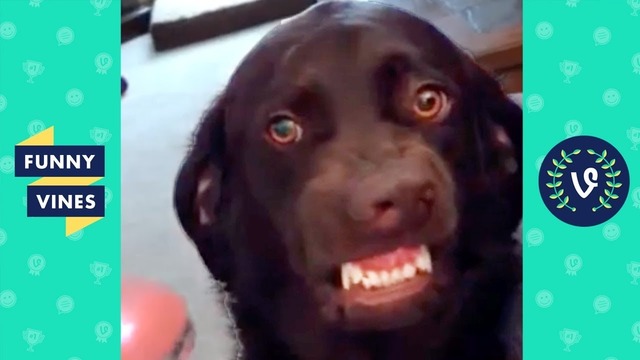 [50 MIN] TRY NOT TO LAUGH – Funniest Pets & Animals Funny Videos December 2018