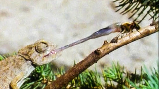 Chameleon PUNCHES Fly With Its Tongue | Walk On The Wild Side | Funny Talking Animals | BBC Earth