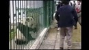 Шутки с дикими животными, до добра не доводят