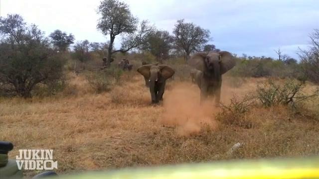 Elephant ATTACKS Safari Jeep | (Атака Слона)