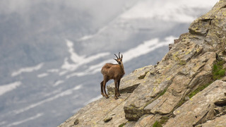 СЕРНА – удивительно ловкая горная коза, катающая на своей спине даже ОРЛА