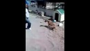 Дразнит ПитБуля на привязи – Карма (Bully a PitBull – instant karma)