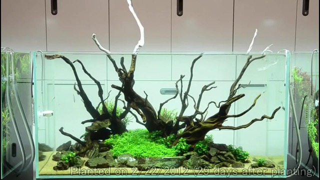 Takashi Amano layout seminar a 120cm aquarium tank