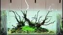 Takashi Amano layout seminar a 120cm aquarium tank