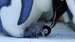 Baby Penguin Transfer | Snow Chick: A Penguin’s Tale | BBC Earth
