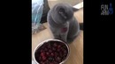 Лучшие приколы 2018 [Fun Army] Июнь