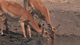 Building The Waterhole (Behind The Scenes) | Waterhole: Africa’s Animal Oasis | BBC Earth