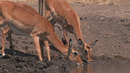 Building The Waterhole (Behind The Scenes) | Waterhole: Africa’s Animal Oasis | BBC Earth