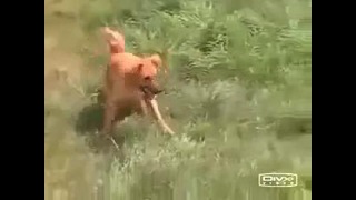 Собака танцует Лезгинку