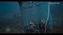 Koreyaning yovvoyi tabiati (Tabiat sadosi) – Wild Korea (Return of the wild) charxpalak