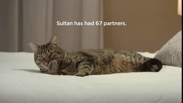Любвеобильный кот снялся в рекламе