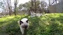Волчица думает, что котенок ее малыш