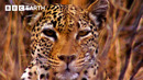 Incredible Scenes of Wild Animals Battling to Survive | BBC Earth