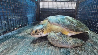 Двух редких зелёных черепах спасли в Аргентине
