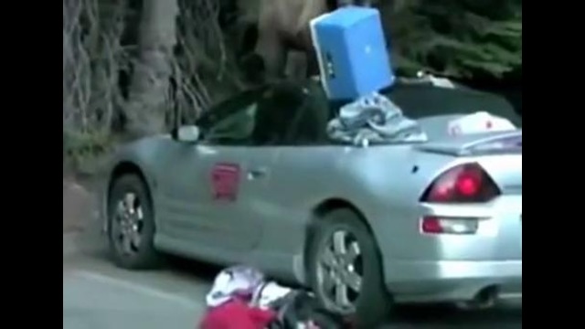 Медведь распотрошил кабриолет:)