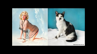 Funny cat & Смешные КОТИКИ 08 12 2019