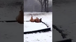 Cute Dog Having Fun In Snow #shorts