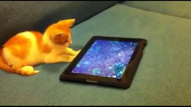 Котенок играется с виртуальным аквариумом