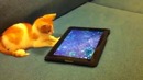 Котенок играется с виртуальным аквариумом