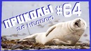 Приколы за неделю #64 | ПОТРАЧЕНО