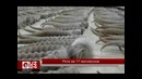 Рога на 17 миллионов