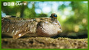 This Fish Can Walk On Water | Asia | BBC Earth