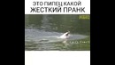 Жесткий пранк с крокодилом