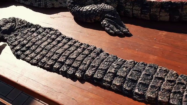 Крокодил на мангале. Шашлык из крокодила