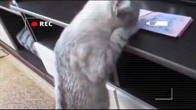 Всем по котику 3