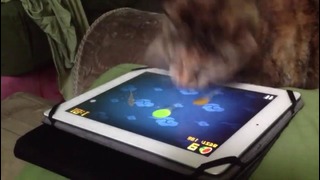 Котаны знают толк в Fruit Ninja