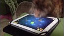 Котаны знают толк в Fruit Ninja