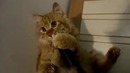 Кот и пылесос