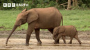 Uncovering The Secret Lives of Forest Elephants | BBC Earth