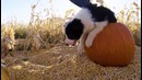 Puppy | devinsupertramp