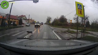 Собака и адекватные водители