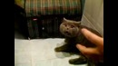 Говорящий кот