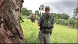 Бесстрашный охотник и разъяренный слон
