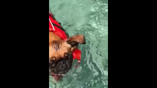 Dog Loves to Swim #shorts