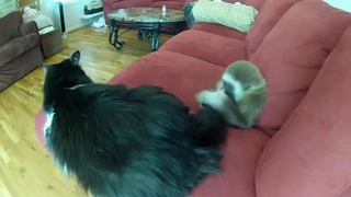 Детеныш гиббона подружился с котом