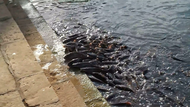 Удивительные Моменты с Рыбами, снятые на камеру