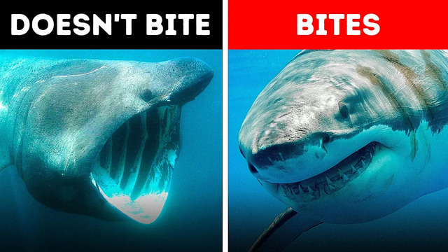 Самые загадочные морские существа из всех, которые когда-либо существовали (Не все акулы кусаются!)