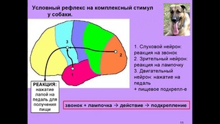 Дубынин Вячеслав – Лекция 8 Мозг Мышление и воля