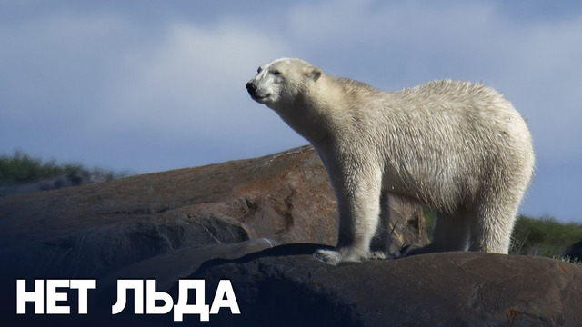 Белые медведи стоят перед угрозой голодной смерти