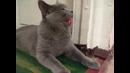 Котопес
