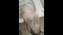 Funny animals – Funny cats / dogs – Funny animal videos 295