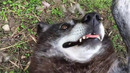 Очень счастливый волк