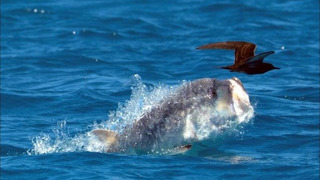 Ненасытные подводные бандиты, нападающие на птиц – КАРАНКСЫ В ДЕЛЕ