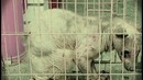 Неопознанные существа, найденные человеком